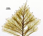 Halopteris scoparia6